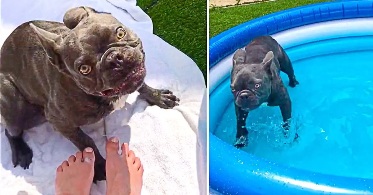 French Bulldog Loses His Mind Over Brand New Pool