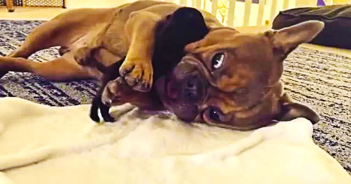 frenchie and pug play