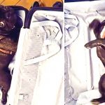 French Bulldog in suitcase
