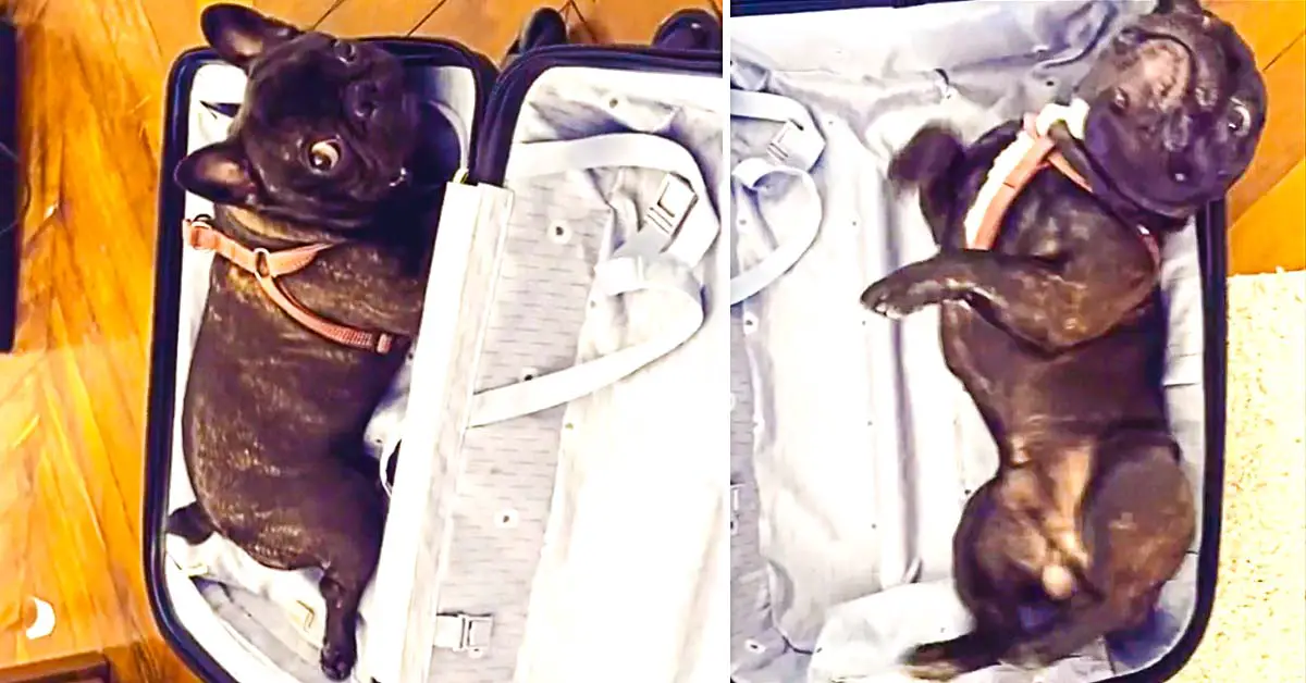 French Bulldog in suitcase
