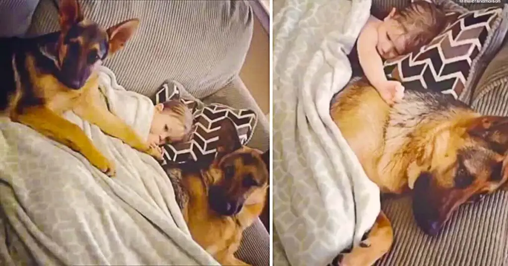 German Shepherd protects baby