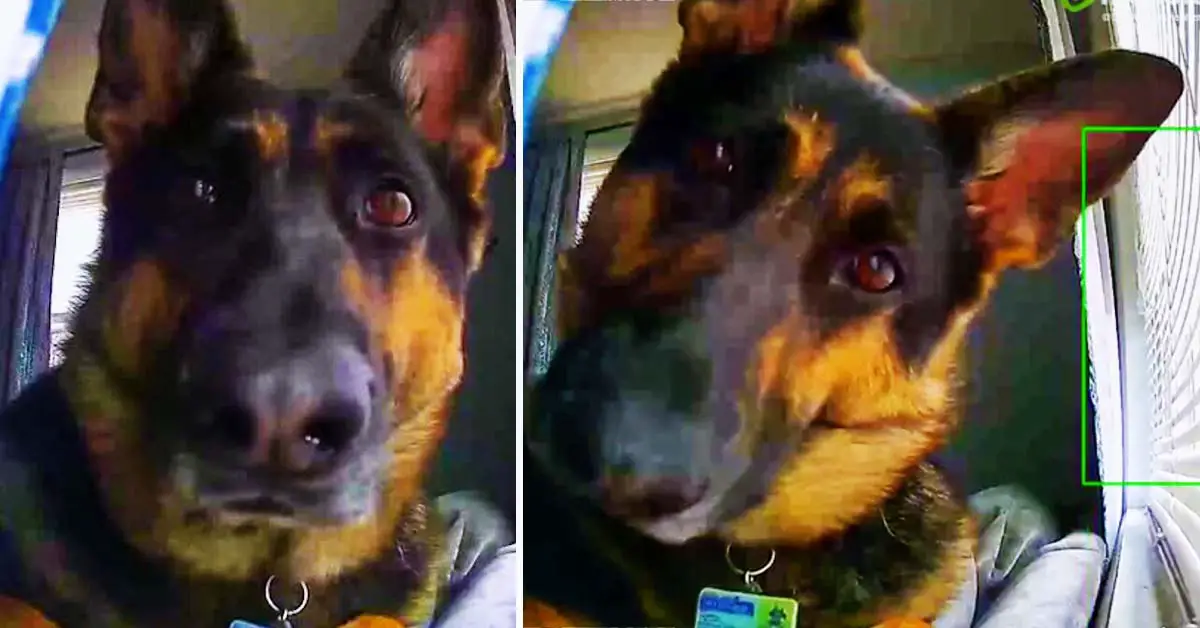 German Shepherd Security Camera