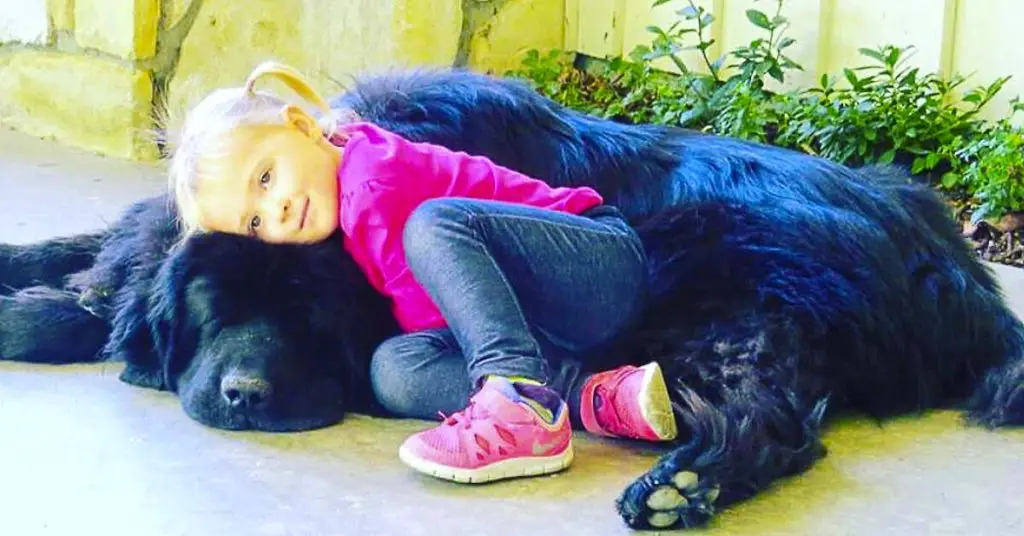 Little girl and Newfoundland dog