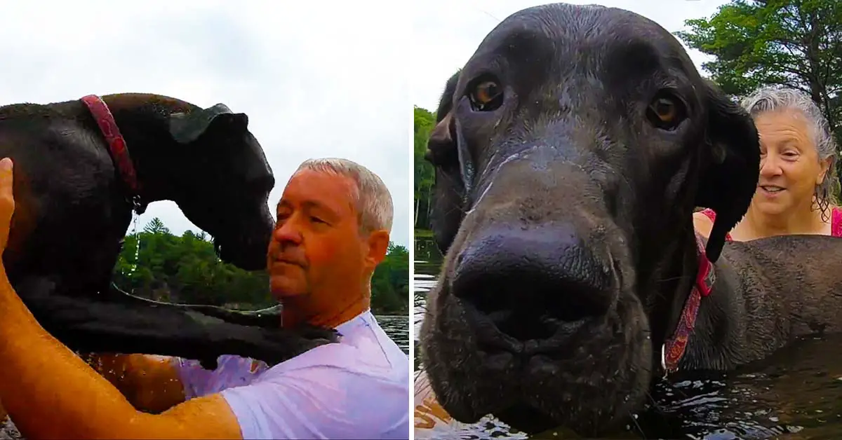 Great Dane swimming