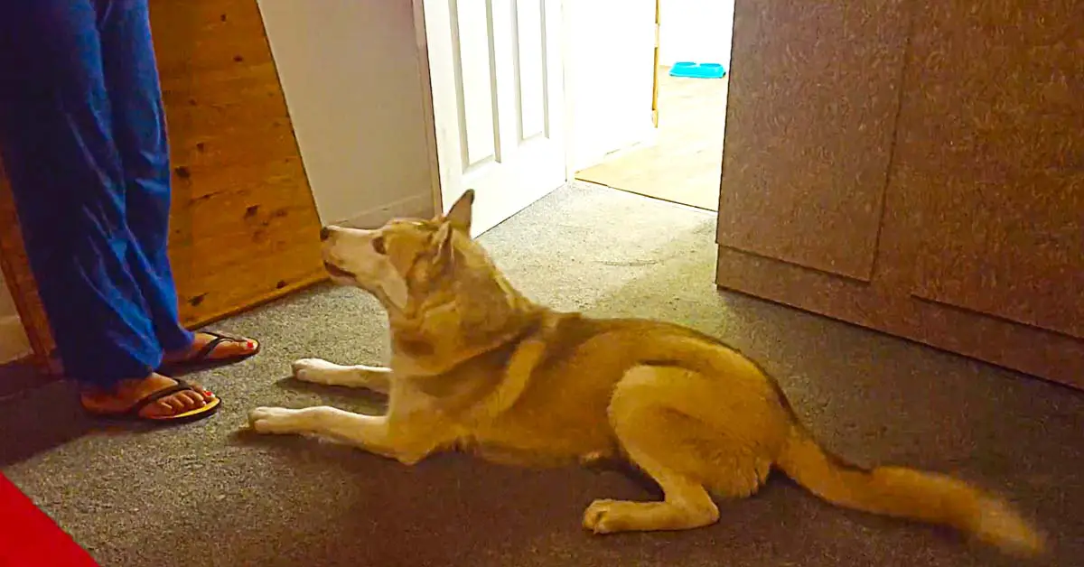 Husky Argues