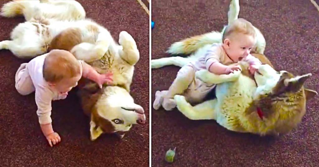 Husky plays with baby