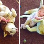 Husky plays with baby