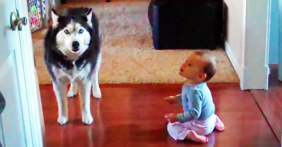 husky and baby talk