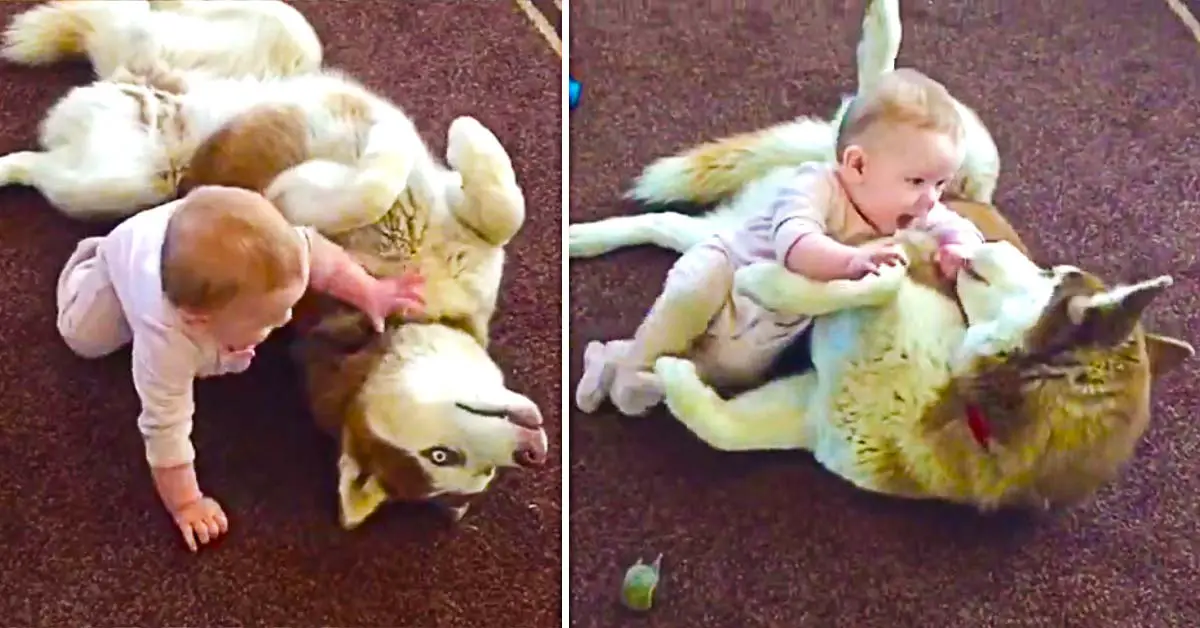 Husky plays with baby