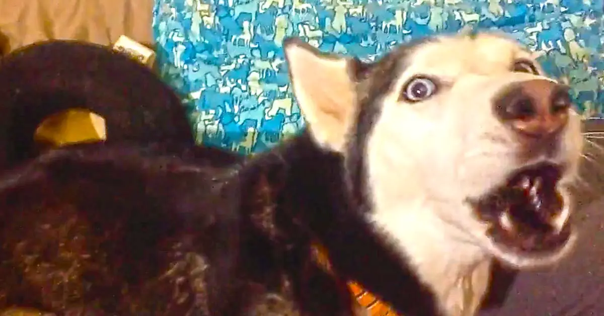 Husky's favorite song