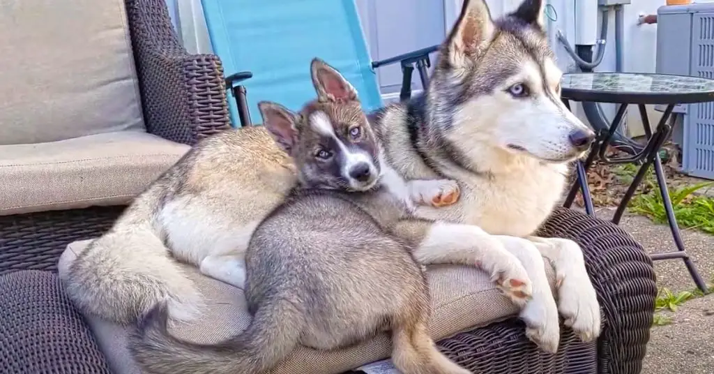 Husky puppies cuddling