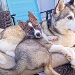 Husky puppies cuddling