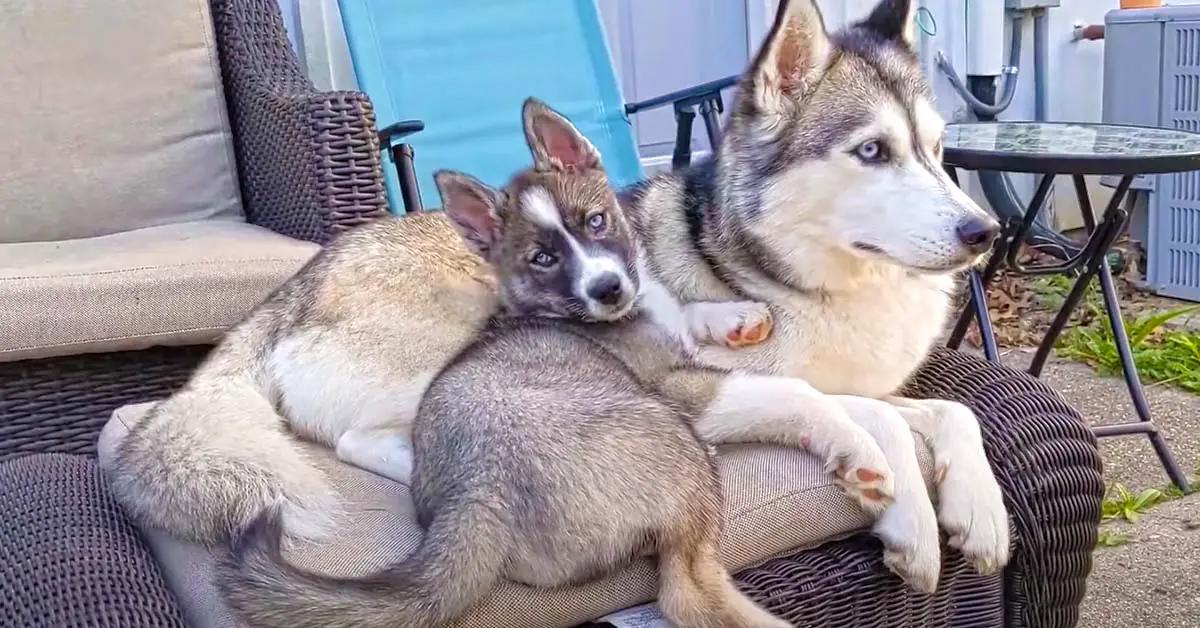 Husky puppies cuddling