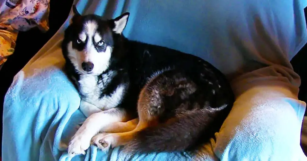 husky on chair