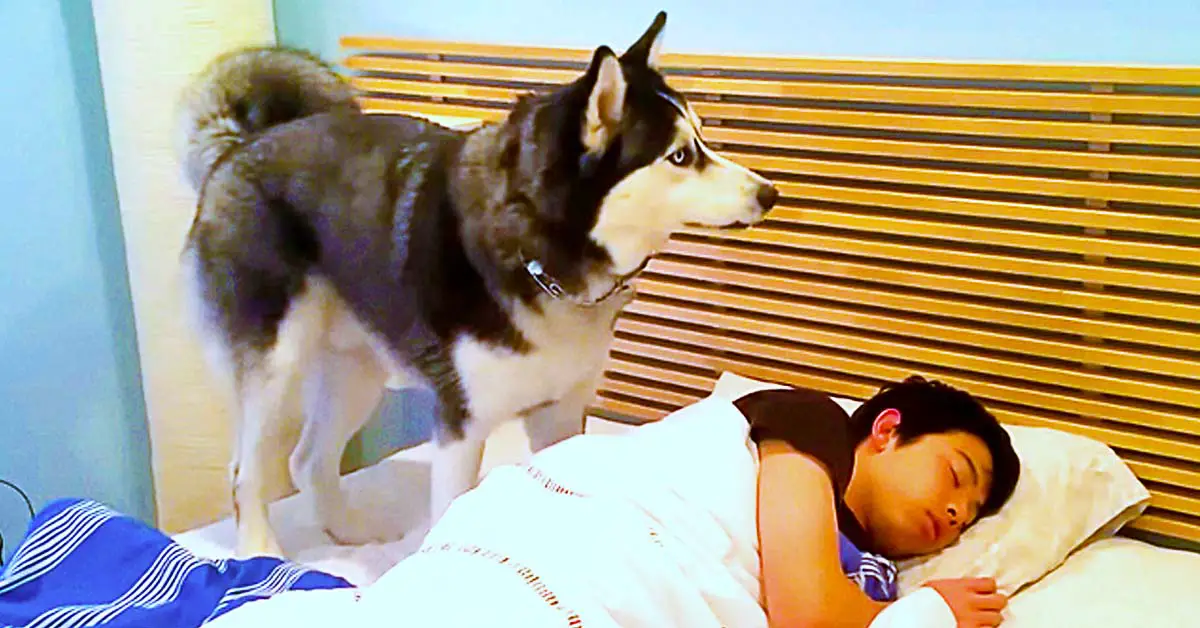 Husky wakes owner