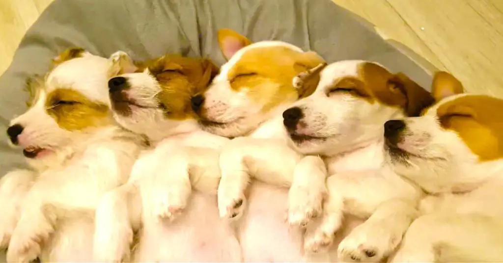 Jack Russell puppies