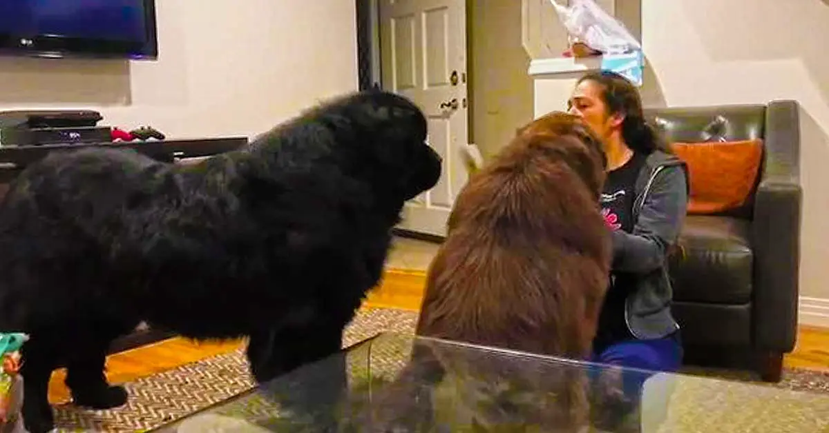 jealous Newfoundland dog
