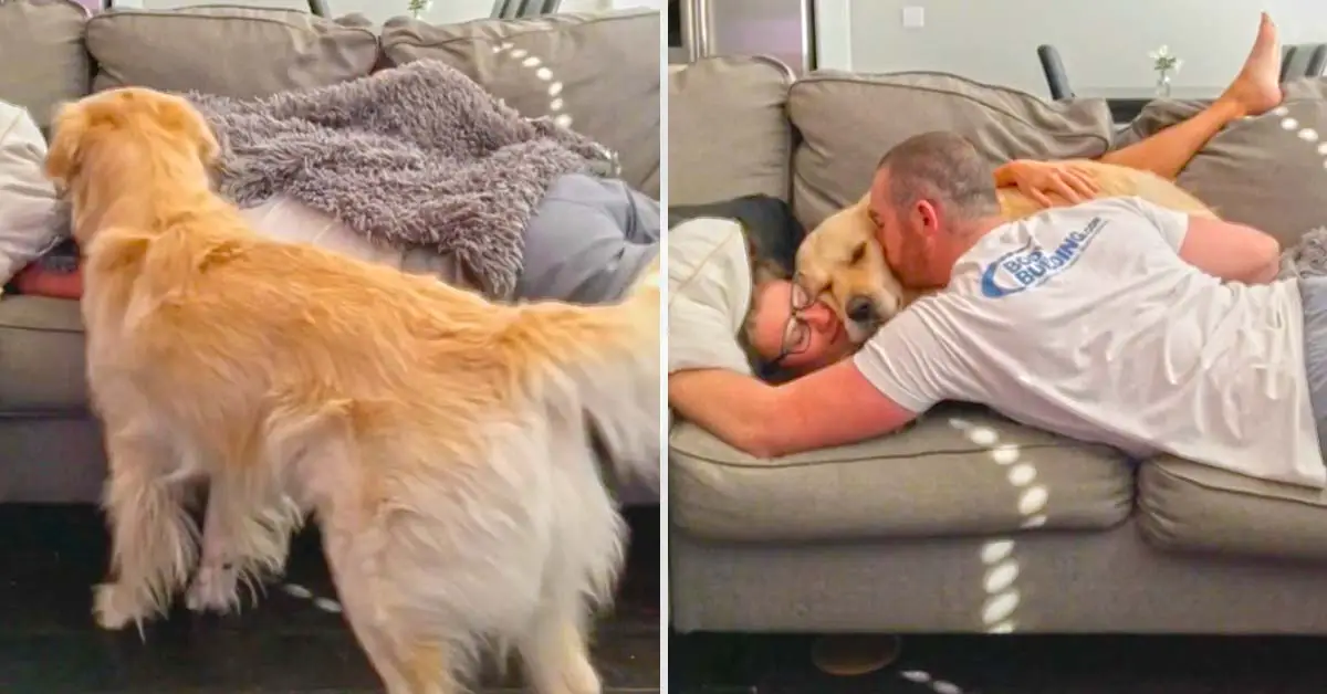 jealous dog wants to snuggle