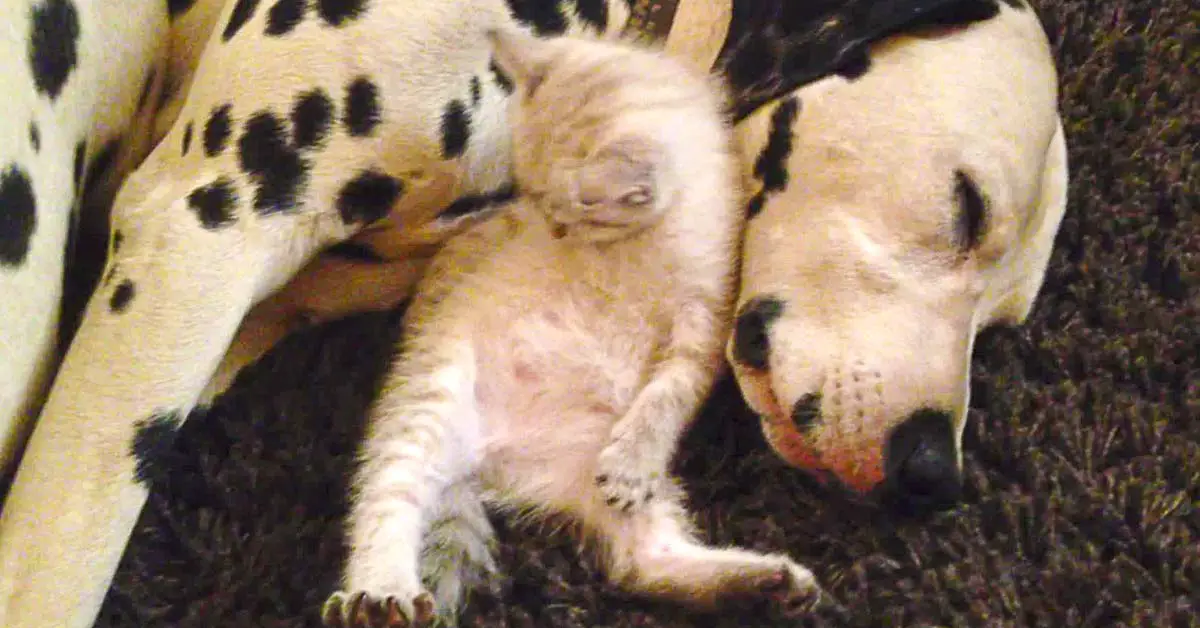 Kitten and Dalmatians