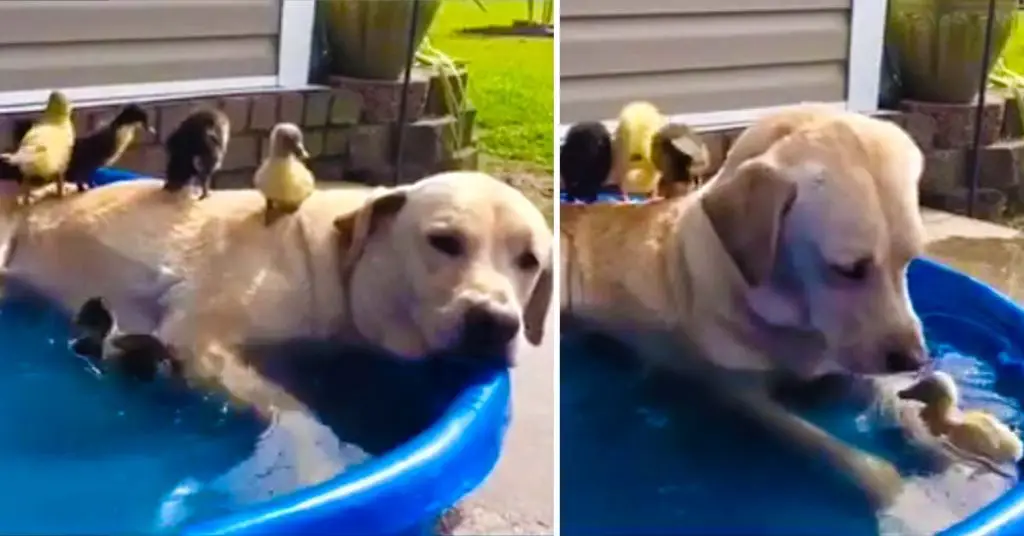 Labrador with ducks in the pool