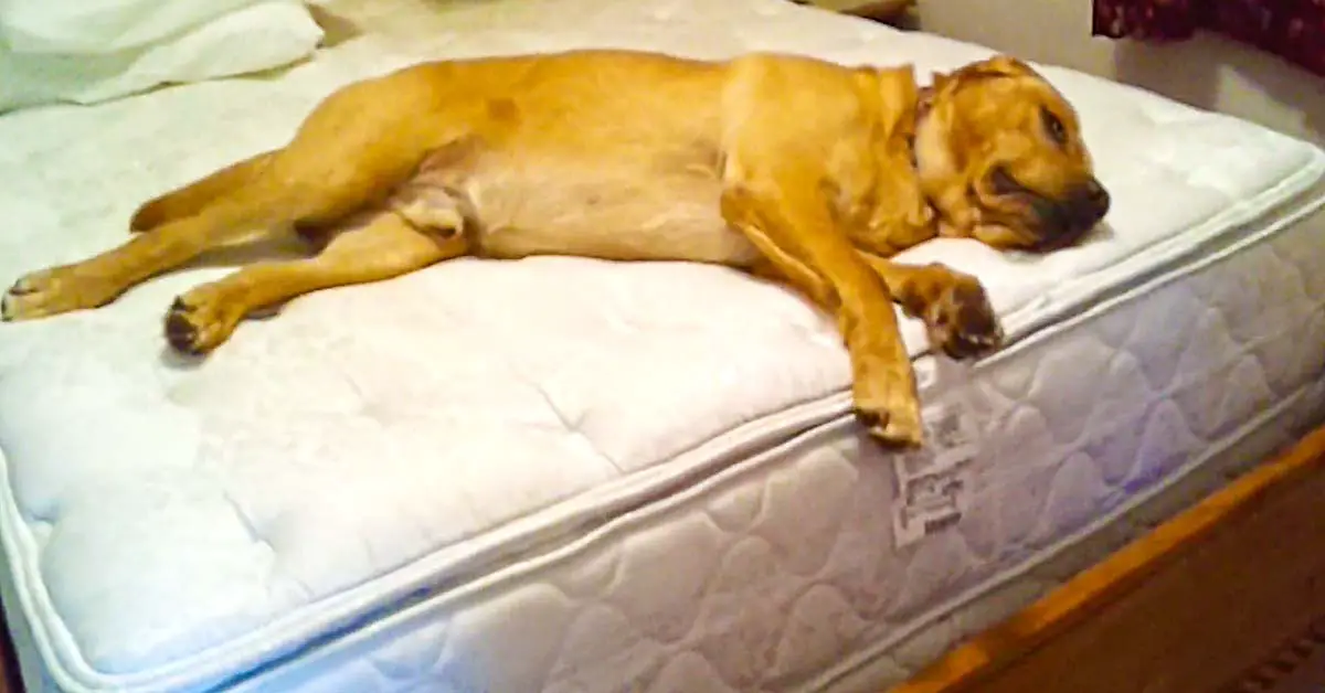 lazy dog on bed
