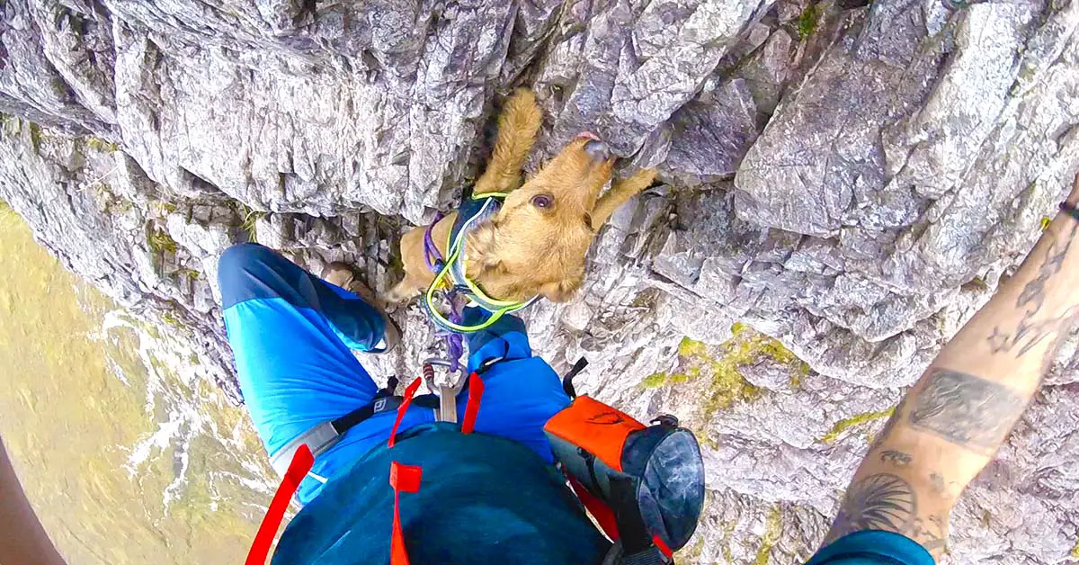Mountain climbing dog