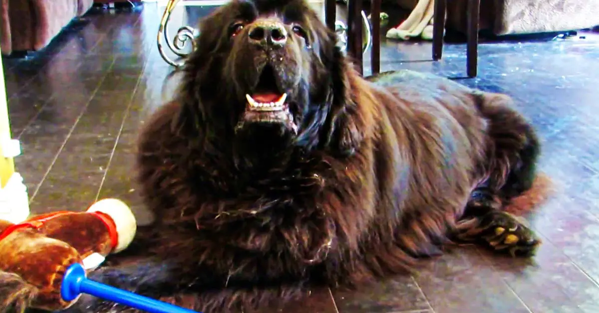 Newfoundland eats cupcake