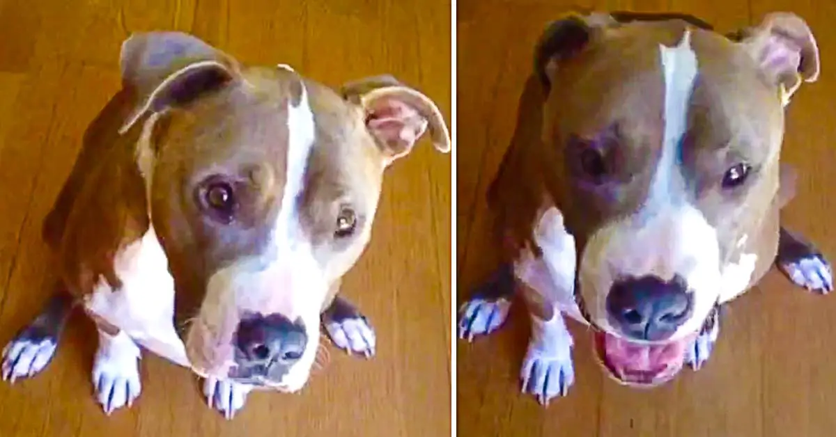 Pit Bull Broccoli