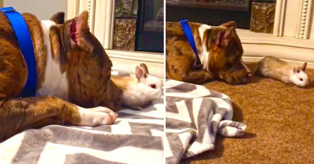 Pit Bull and bunny