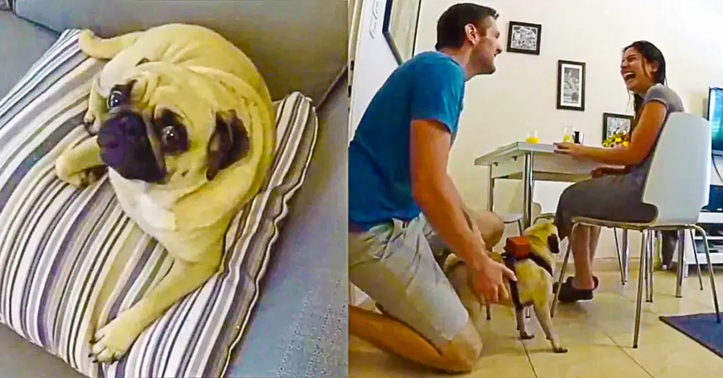 pug helps proposal