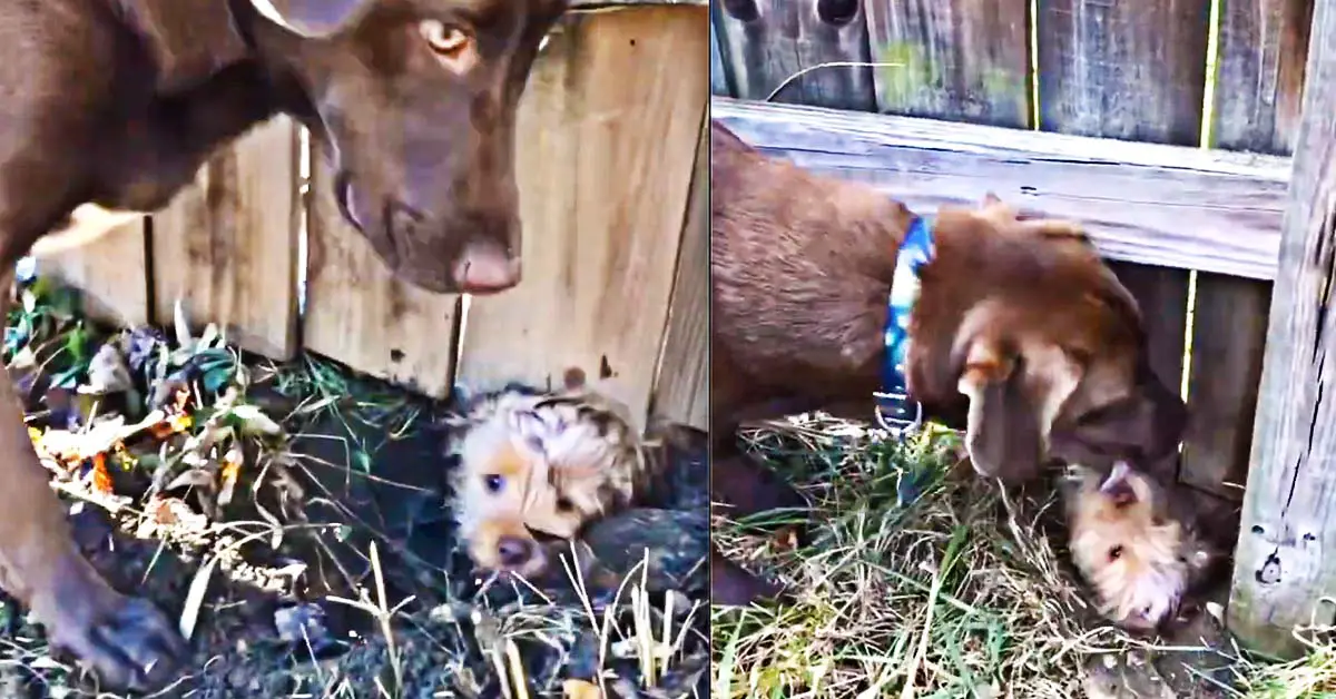 Puppy Digs Tunnel
