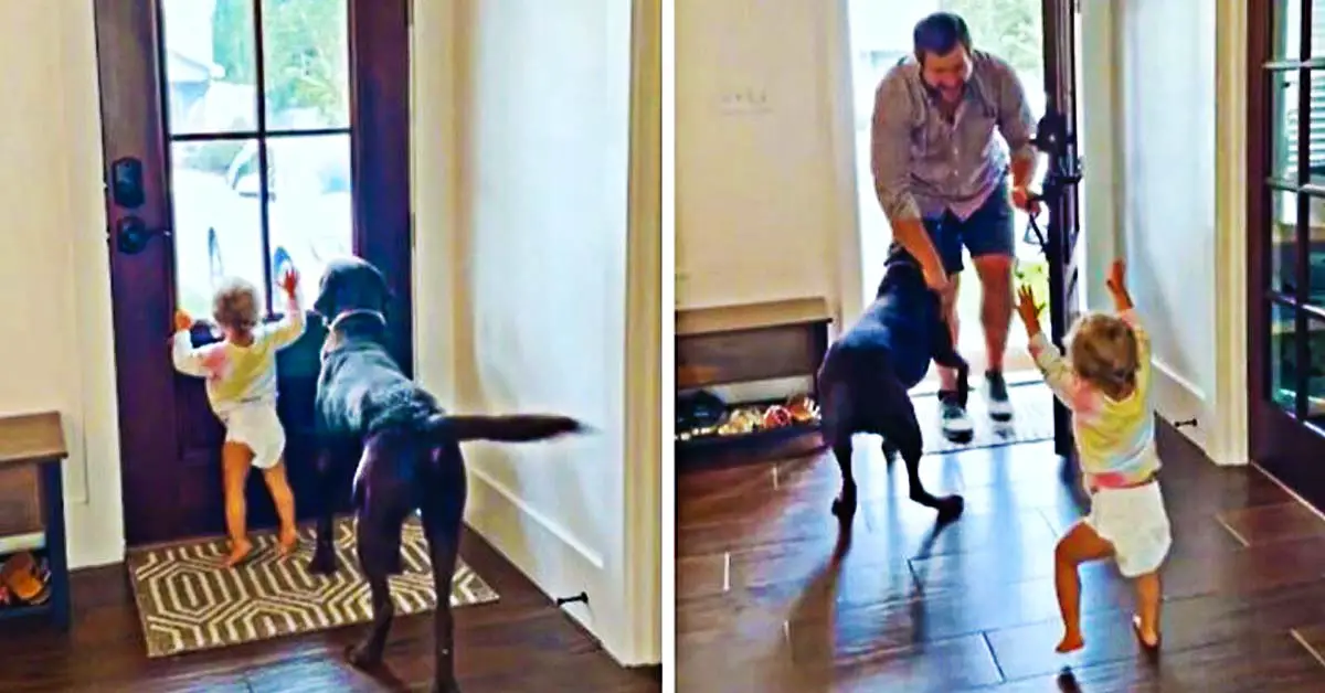 girl and dog greet dad