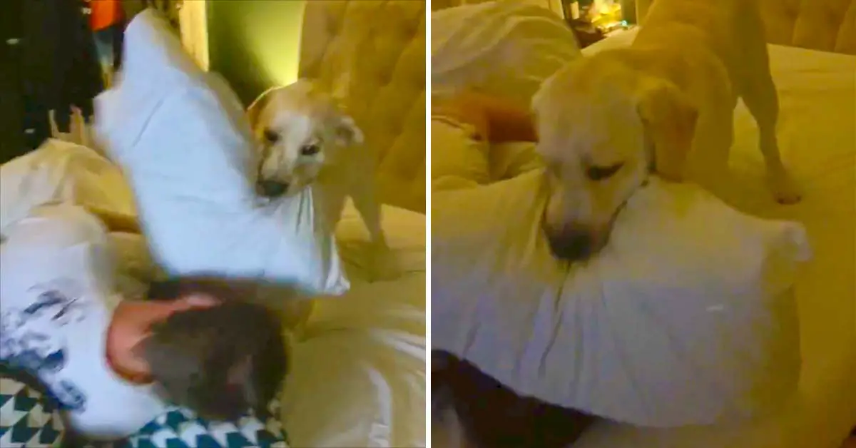 Puppy pillow fight