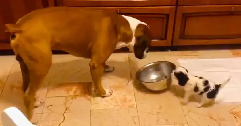Puppy steals dog bowl