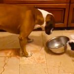 Puppy steals dog bowl