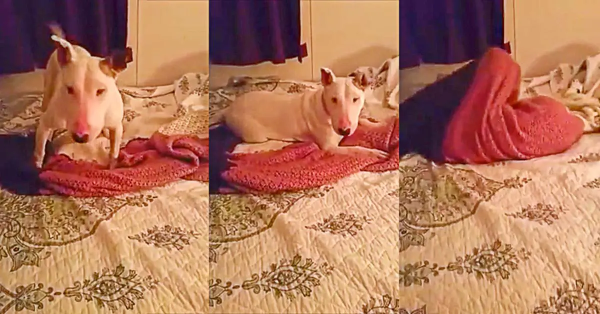 rescue dog on bed