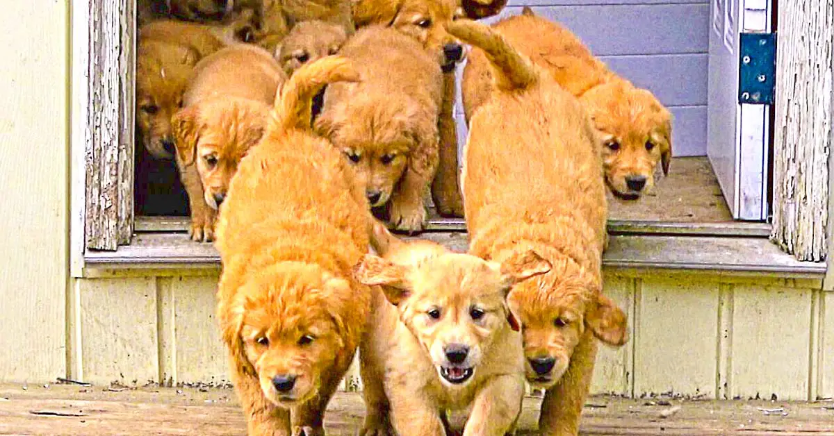 river of puppies