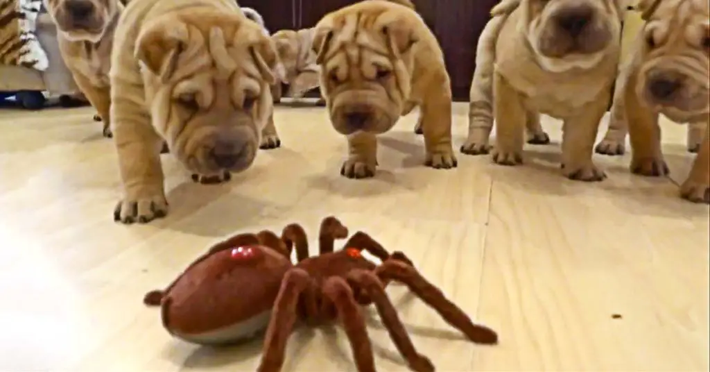 Shar Pei puppies