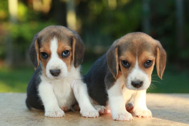 Beagle Puppy Facts