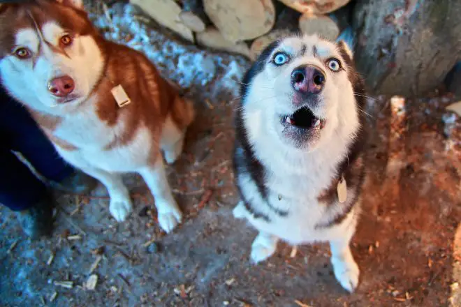 Siberian Husky