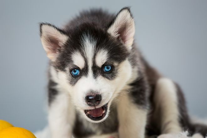 Siberian Husky