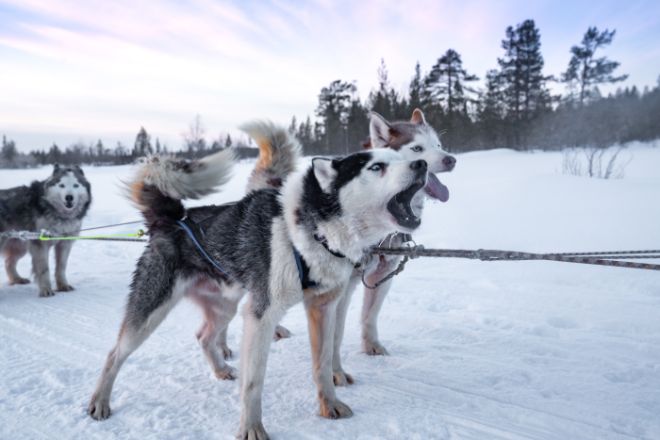 Siberian Husky