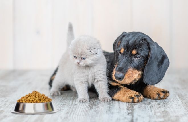 dog with kitten