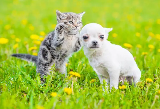 dog scared of kitten