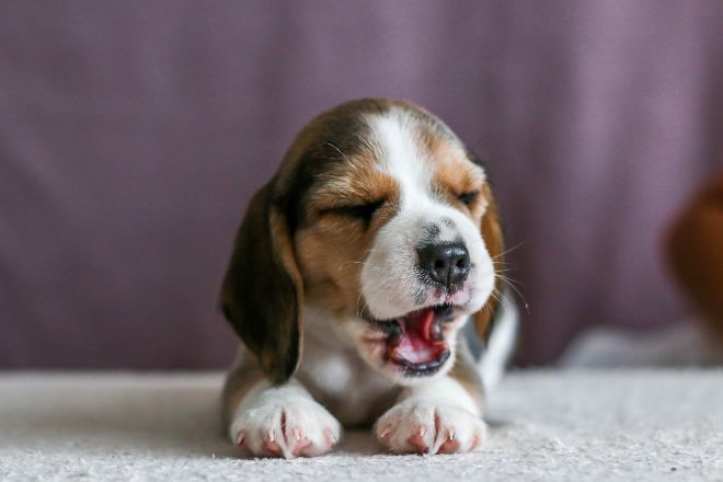 Beagle Puppy Facts