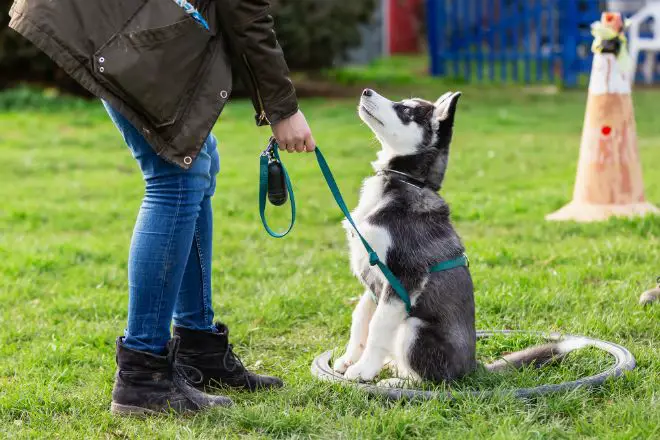 Siberian Husky