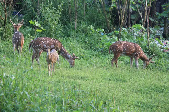 deer grazing