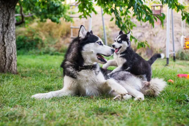 Husky Puppy