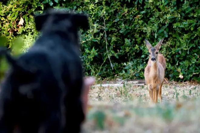 dog watching deer