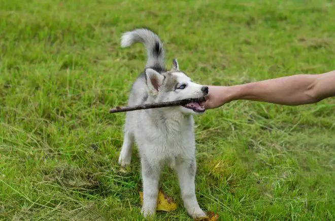 Siberian Husky